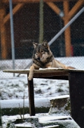 Springe1203BineG_Yakima-15