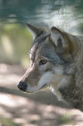 Springe1203BineG_Yakima-19