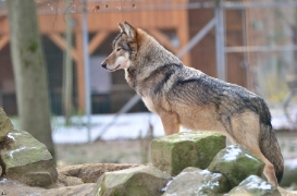 Springe1203BineG_Yakima-23