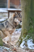 Springe1203BineG_Yakima-24