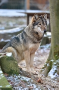 Springe1203BineG_Yakima-25