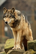 Springe1404Kati_Tala-03