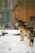 Springe1402BineG_Nantan-06