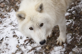 WolfScienceCenter1201Ria_Kenai-01