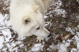 WolfScienceCenter1201Ria_Kenai-02