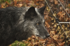 WolfScienceCenter1201Ria_Shima-2