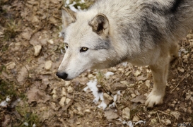 WolfScienceCenter1201Ria_Yukon-03