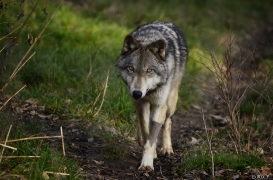 WolfScienceCenter1401Ria_Kay-01