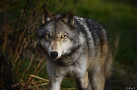WolfScienceCenter1401Ria_Kay-03