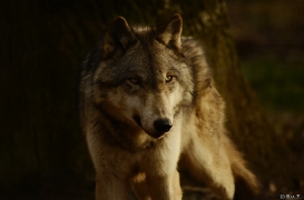 WolfScienceCenter1401Ria_Kay-07