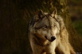 WolfScienceCenter1401Ria_Kay-08