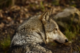 WolfScienceCenter1401Ria_Kay-20