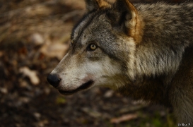 WolfScienceCenter1401Ria_Kay-21