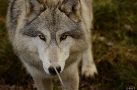 WolfScienceCenter1401Ria_Una-15