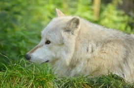 WolfScienceCenter1410Ria_Nanuk-02