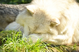 WolfScienceCenter1410Ria_Nanuk-03