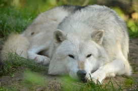 WolfScienceCenter1410Ria_Nanuk-07