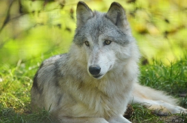 WolfScienceCenter1410Ria_Una-03