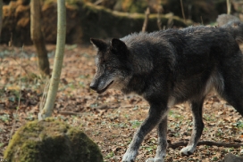 Kasselburg1203Kati_Adult-72