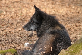 Kasselburg1203Kati_Adult-66