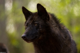 Wolfspark Kasselburg
