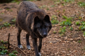 Wolfspark Kasselburg