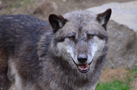 Zoo Hannover