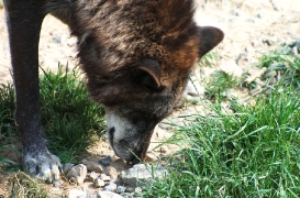 Hannover1005BineG_Fluffy-07