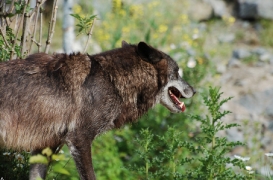 Hannover1005BineG_Fluffy-08