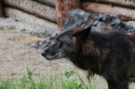 Hannover1005BineG_Hagrid-01