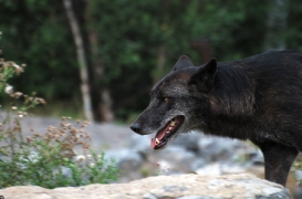 Hannover1005BineG_Hagrid-07