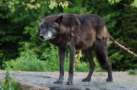 Hannover1005BineG_Scarface-01