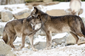 Hannover1310BineG_All-02