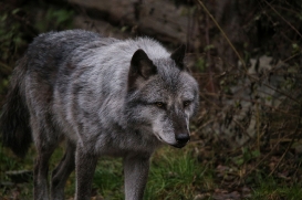 Hannover1612LinaT_Wolf-162