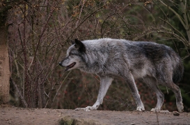 Hannover1612LinaT_Wolf-181