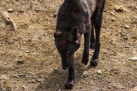 Gelsenkirchen1604Kati_Knicky-17