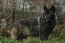JosdeBruin1511Kati_Timber-22