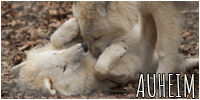 puppy auheimw