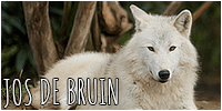 puppy bruin