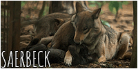 puppy saerbeck