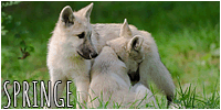 puppy springew