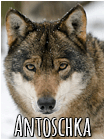 Antoschka