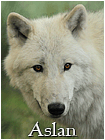Aslan
