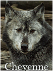Cheyenne