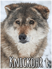Knickohr