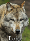 Lobo