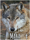 Mara