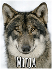 Mitja