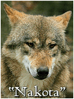 Nakota
