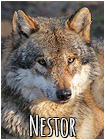 Nestor